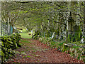 Green lane in Cwm Berwyn, Ceredigion