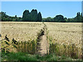 Path across wheat field