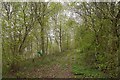 Path in Sturts Coppice