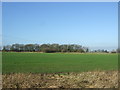 Crop field towards woodland