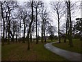 Trees in Central Park