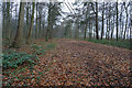 Forest track towards Halliday Hill