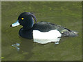 Male tufted duck, Roath Park lake