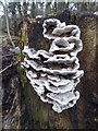 SO8233 : Bracket fungi by Philip Halling