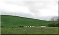 The north-eastern slopes of the Mill Hill drumlin