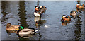 TQ2896 : Mandarin Ducks in Pond, Trent Park by Christine Matthews