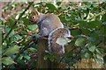 Grey Squirrel