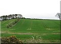 Drumlin slope farmland north of Killyleagh