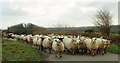 Sheep near Cardinham Airfield