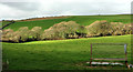 Trees on Kingswood Downs