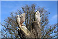 Bird Carvings, Rozelle Park