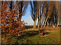 SE9107 : Bench by the poplars by Jonathan Thacker