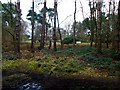 Walesby Forest Centre