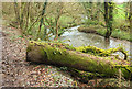 Tree trunk by the Allen