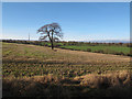 Lone tree near Woodhouse Farm