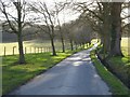 Tree-lined road