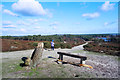 Bench on Frensham Common