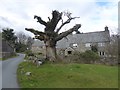 Old Yarde, house and tree 