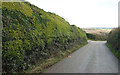 SX0572 : Box hedge near St Mabyn by Derek Harper