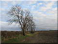 Field boundary off Washing Dales Road