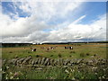 NZ0655 : Cattle grazing by Robert Graham