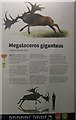 Megaloceros giganteus information