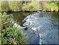 Weir on the Shimna