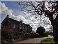 Browns Elm and the old conker tree