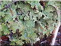NM6578 : Close-up of mysterious oak-leaf lichen on Rubha Port Aird an Iasgaich near Uig by ian shiell