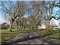 Christchurch: avenue of trees across Barrack Road rec