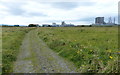 Track at the Teesmouth National Nature Reserve