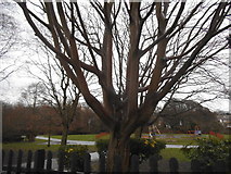 TQ2189 : Tree outside Rushgrove Park, Colindale by David Howard