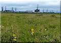 Teesmouth National Nature Reserve