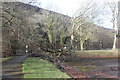 Broken tree, Ebbw Fach Trail, Abertillery Park