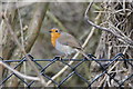 Robin (Erithacus rubecula), Leatherhead