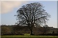 Tree in a hedgerow