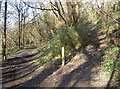 Footpath junction in Bickley Wood