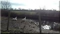 Goose Pen and Pond on Coppull Hall Lane