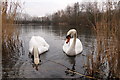 Fishing lake at Bedfont Lakes Country Park