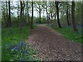 Woodchip path through Howe Park Wood