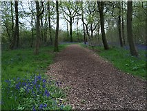 SP8334 : Woodchip path through Howe Park Wood by Philip Jeffrey