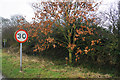 Millennium Tree near Walkington