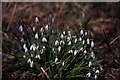 View of snowdrops in the Gibberd Garden #4