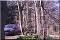 View of trees around the edge of the car park in the Gibberd Garden