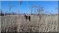 Horse through the reeds