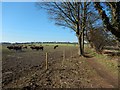 Farmland next to Pyrford Green