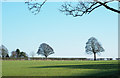 Trees close to hedge at end of field