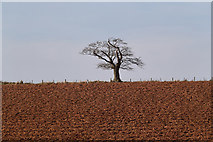 NT6134 : A ploughed field and tree at Bemersyde by Walter Baxter