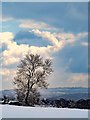 NZ1165 : Wintry sky and tree, Close House Golf Course by Andrew Curtis