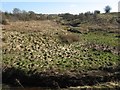 Meandering Whittle Brook